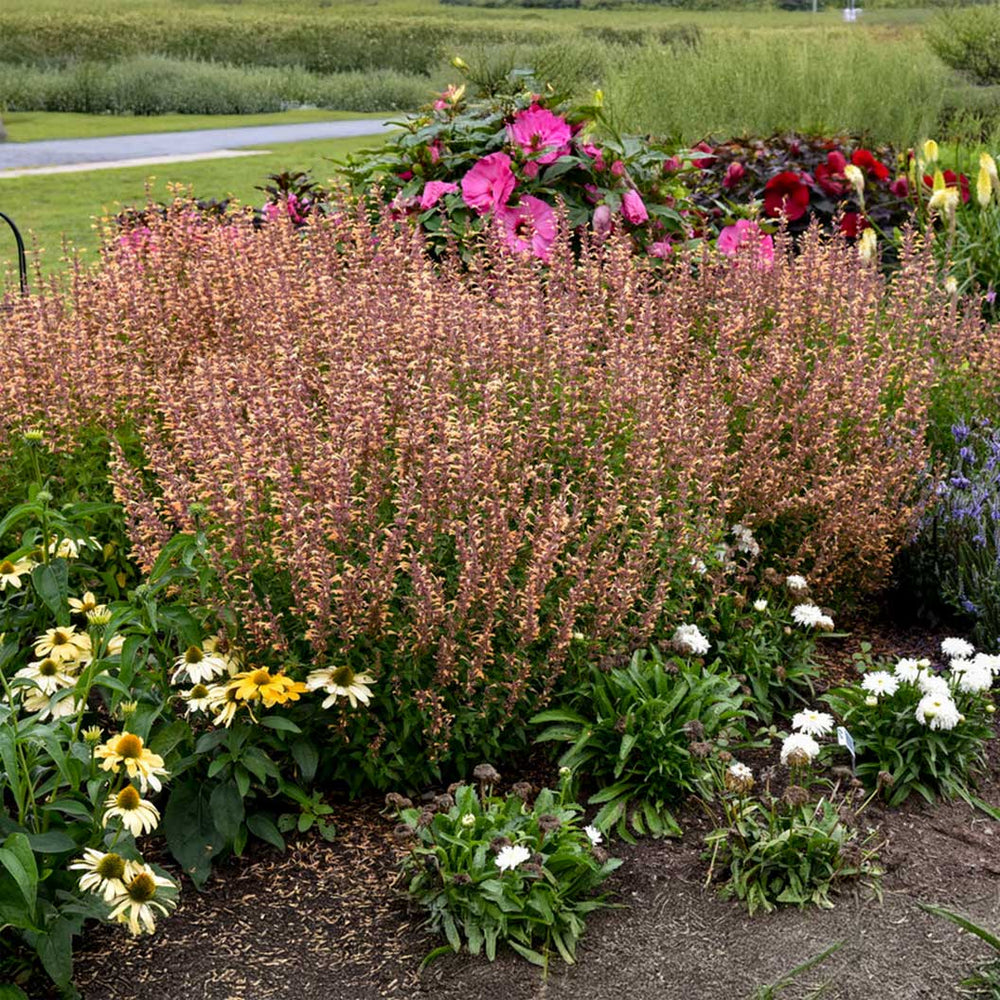 Proven Winners® Agastache Meant to Bee™ Queen Nectarine