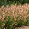 Proven Winners® Agastache Meant to Bee™ Queen Nectarine