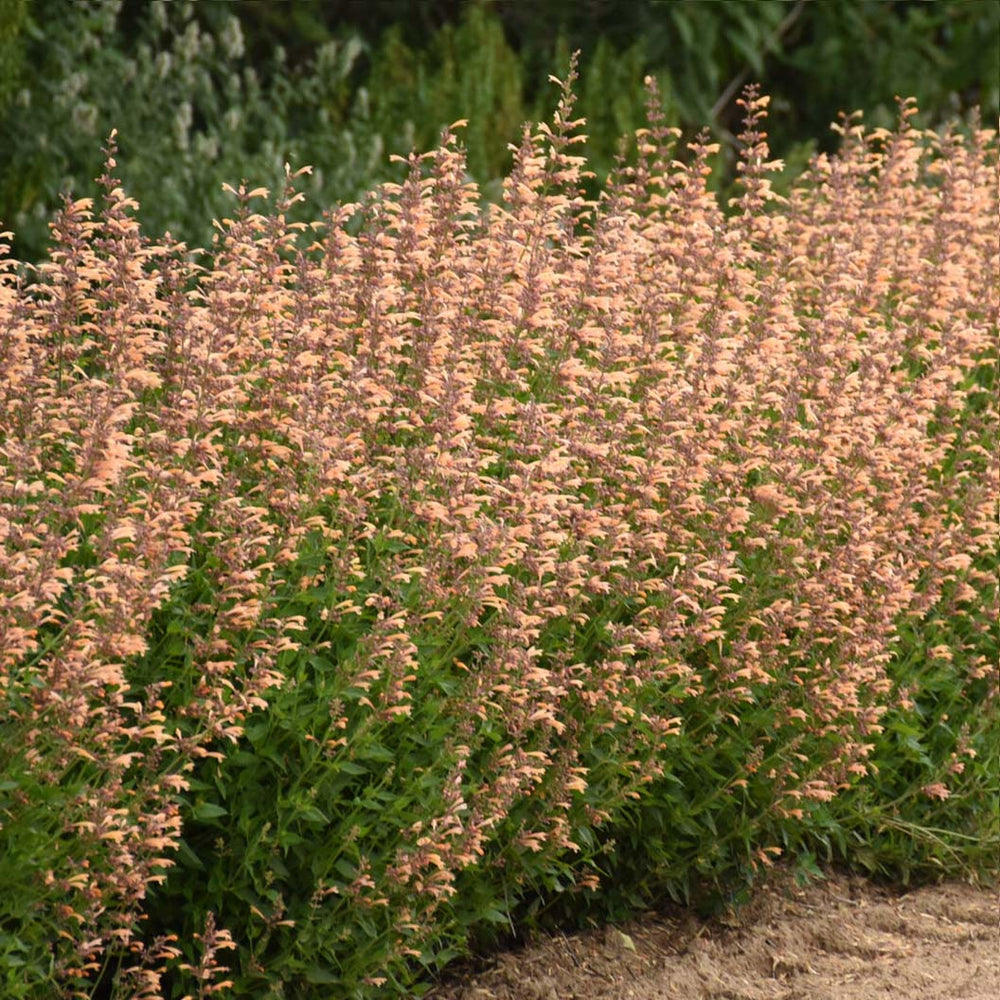 Proven Winners® Agastache Meant to Bee™ Queen Nectarine