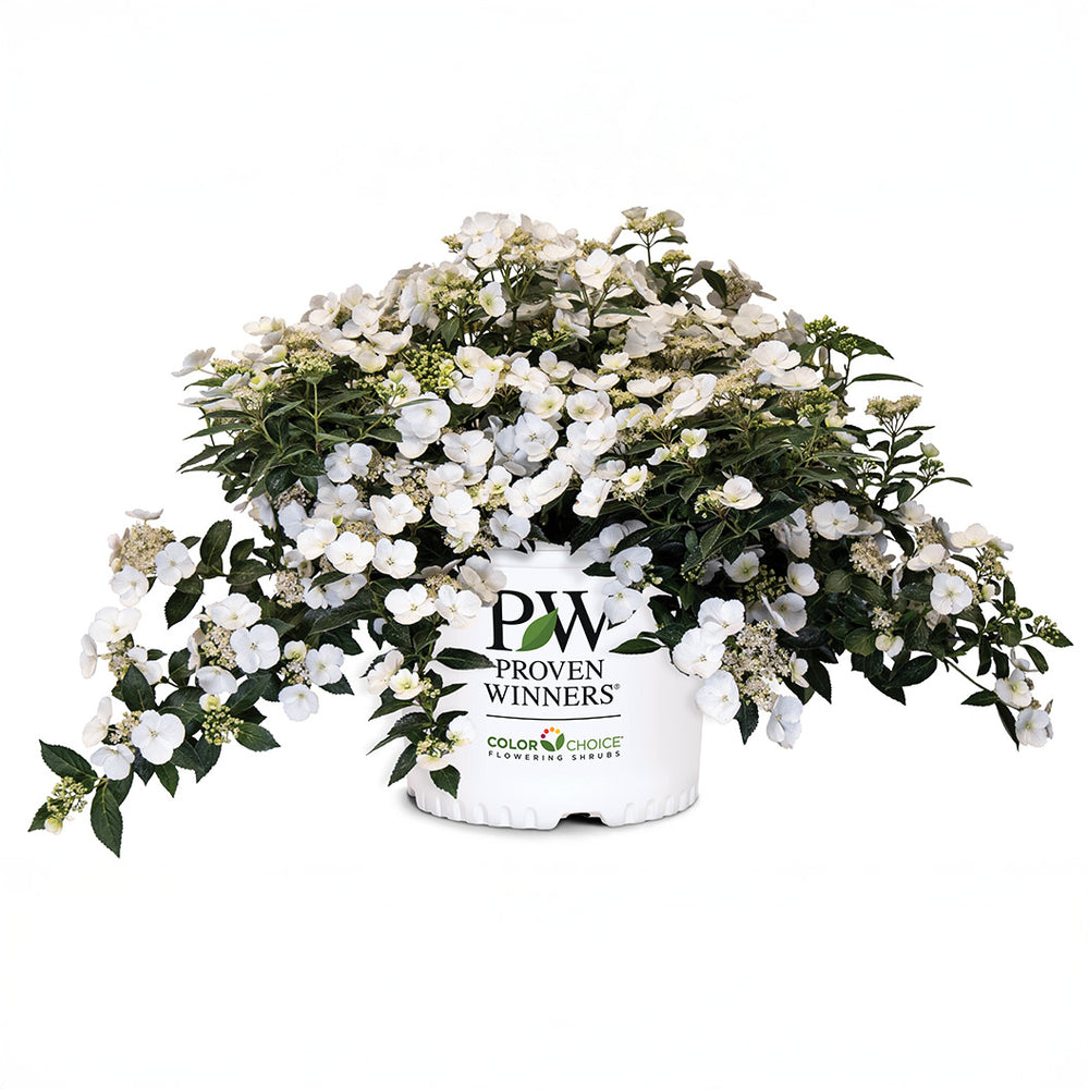 Proven Winners® Fairytrail Bride® Cascade Hydrangea