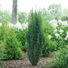 Proven Winners® Stonehenge Skinny® Yew Shrub