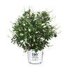 Proven Winners® Vanilla Spice® Summersweet Clethra
