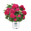 Proven Winners® Wee Bit Grumpy® Hydrangea