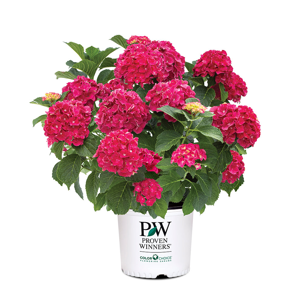 Proven Winners® Wee Bit Grumpy® Hydrangea