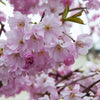 Spire Flowering Cherry Tree