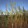 Spire Flowering Cherry Tree