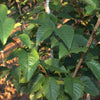 Spire Flowering Cherry Tree