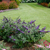 Proven Winners® Pugster Blue® Butterfly Bush