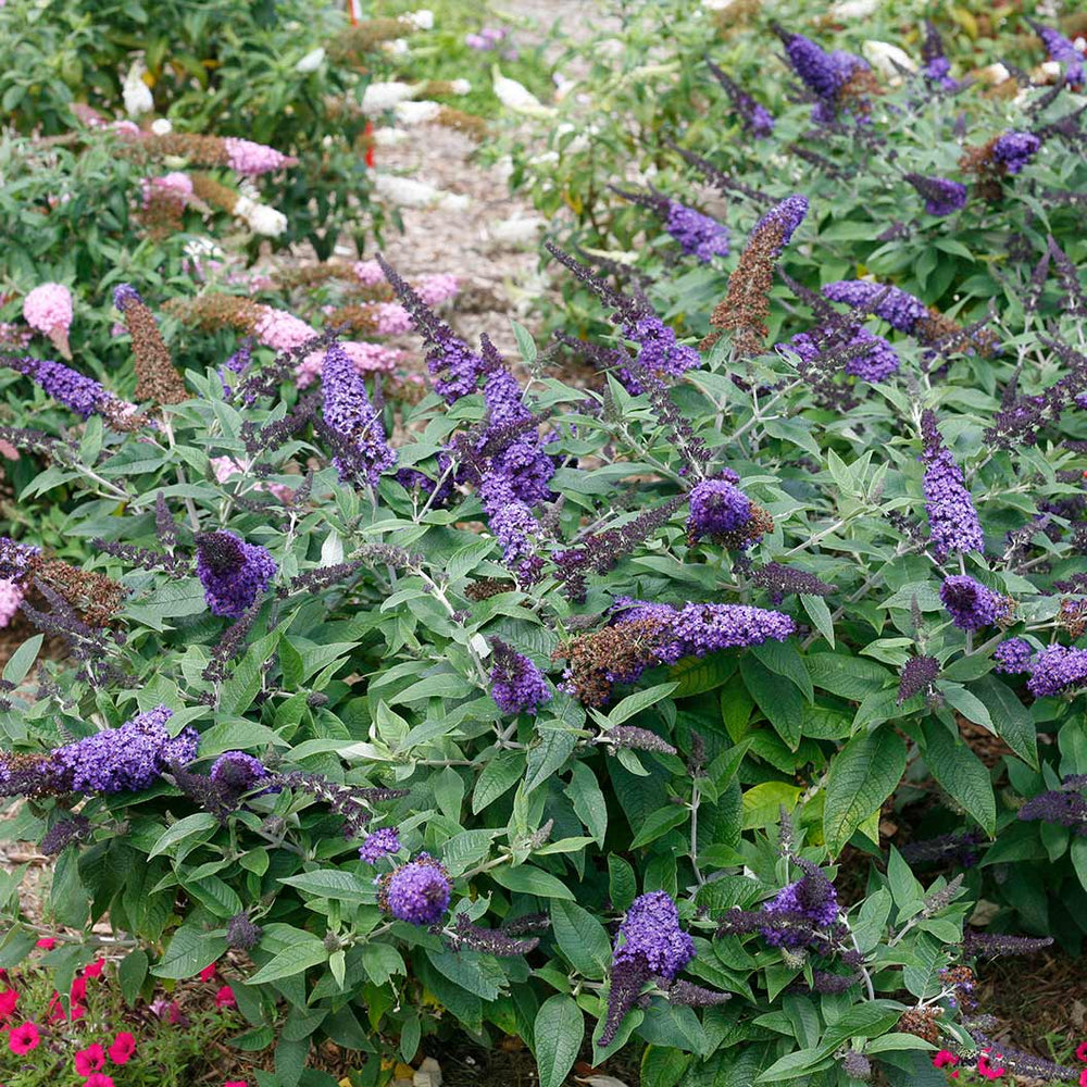 Proven Winners® Pugster Blue® Butterfly Bush