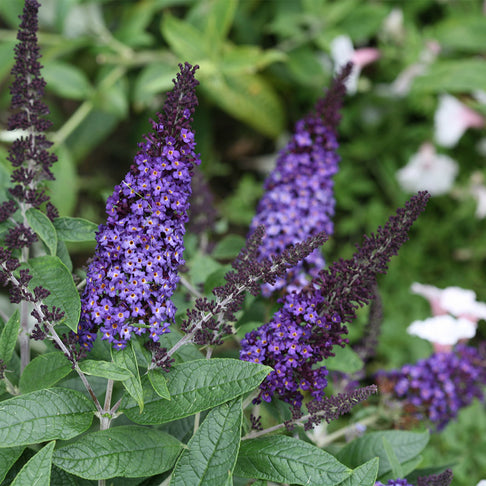 Proven Winners® Pugster Blue® Butterfly Bush