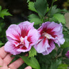 Proven Winners® Purple Pillar® Rose of Sharon Althea