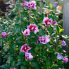 Proven Winners® Purple Pillar® Rose of Sharon Althea