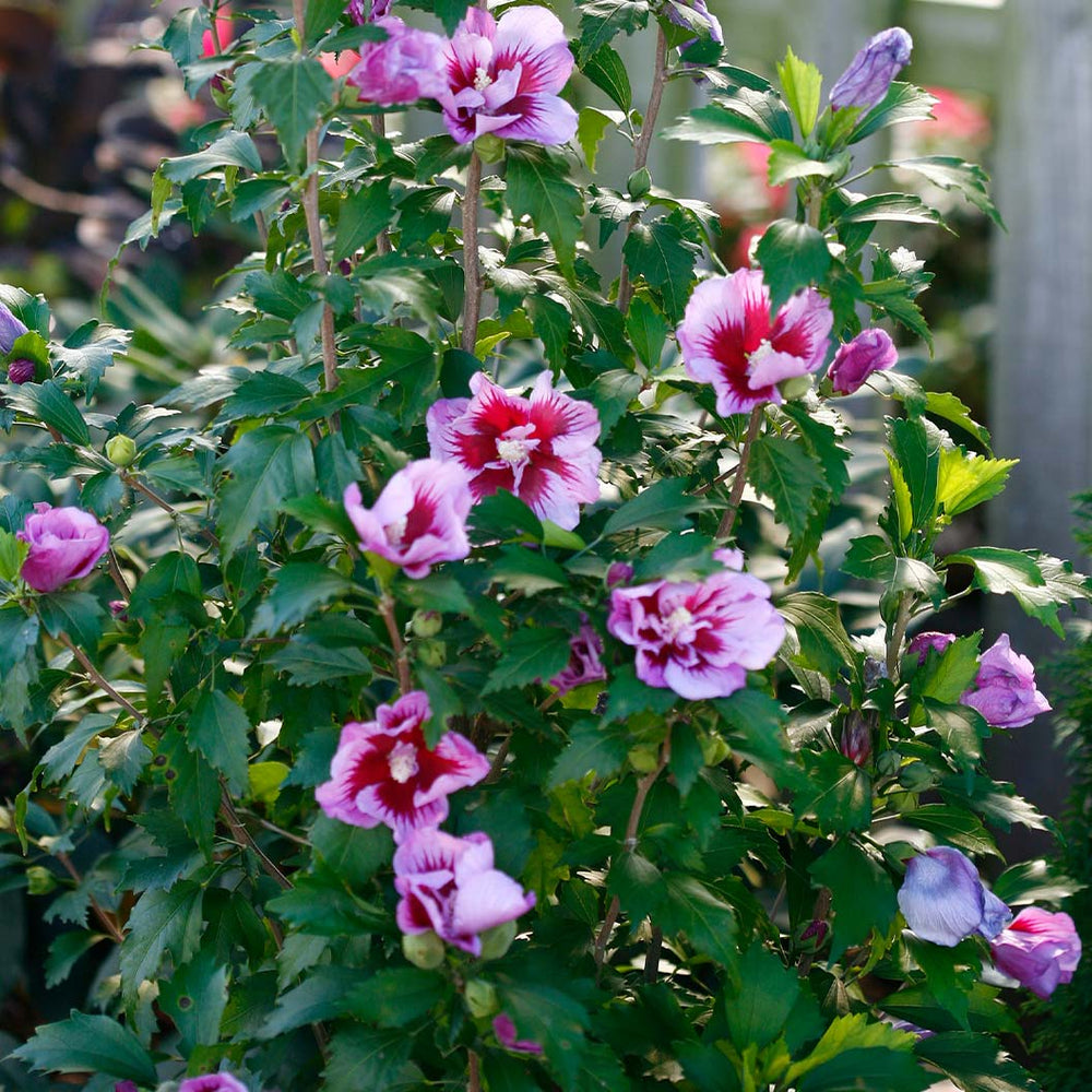 Proven Winners® Purple Pillar® Rose of Sharon Althea