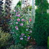 Proven Winners® Purple Pillar® Rose of Sharon Althea