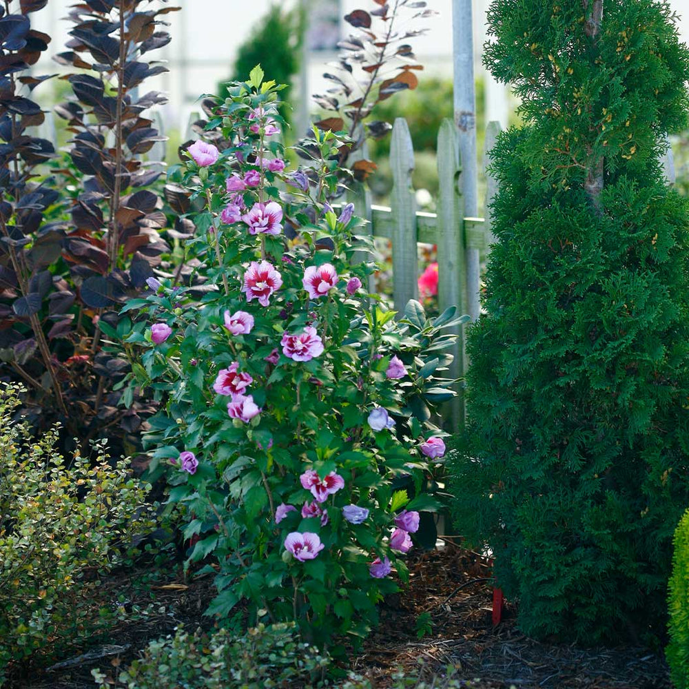 Proven Winners® Purple Pillar® Rose of Sharon Althea