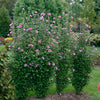 Proven Winners® Purple Pillar® Rose of Sharon Althea