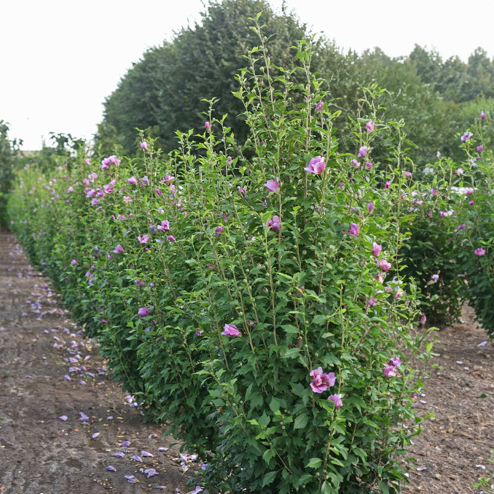 Proven Winners® Purple Pillar® Rose of Sharon Althea