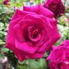 Brindabella Roses™ Purple Prince™ Rose Bush