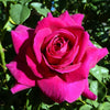 Brindabella Roses™ Purple Prince™ Rose Bush