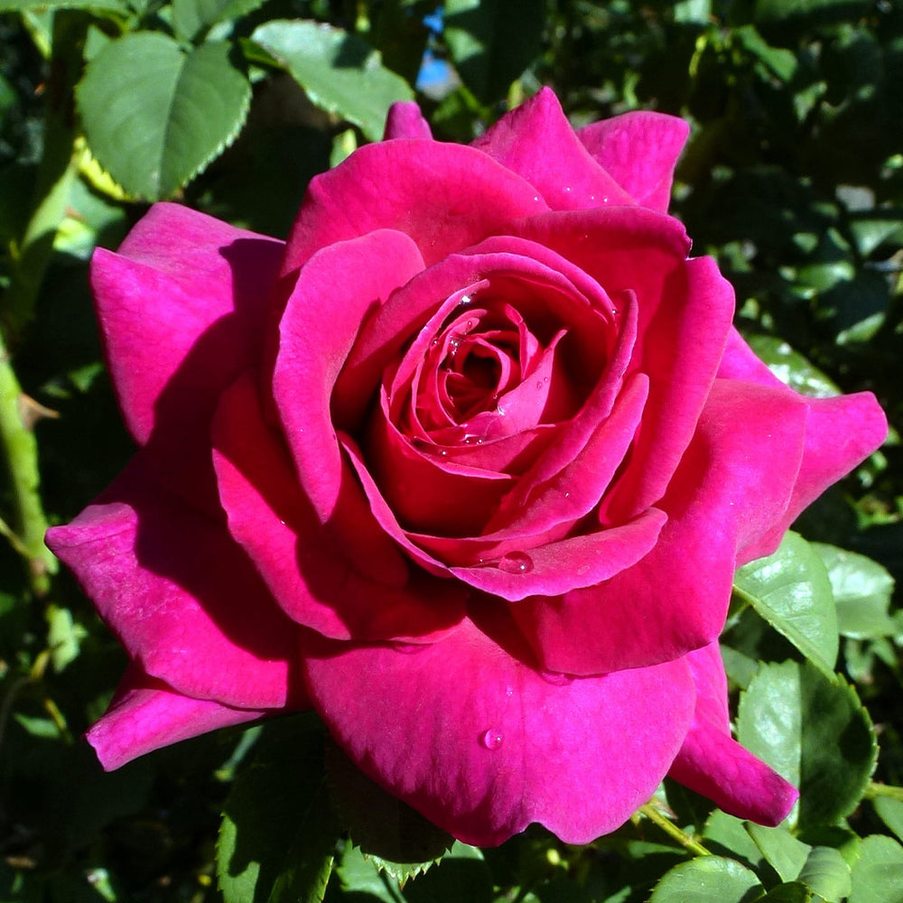 Brindabella Roses™ Purple Prince™ Rose Bush
