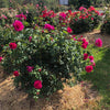 Brindabella Roses™ Purple Prince™ Rose Bush