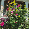 Brindabella Roses™ Purple Prince™ Rose Bush