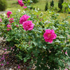 Brindabella Roses™ Purple Prince™ Rose Bush