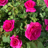 Brindabella Roses™ Purple Prince™ Rose Bush