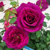 Brindabella Roses™ Purple Prince™ Rose Bush