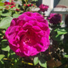 Brindabella Roses™ Purple Prince™ Rose Bush
