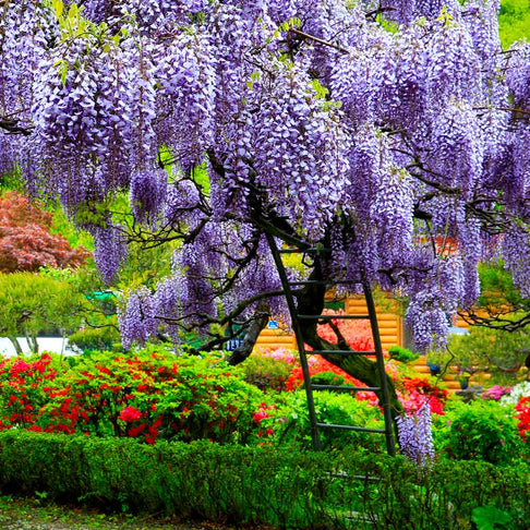 Wisteria Tree