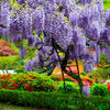 Wisteria Tree