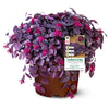 Southern Living® Purple Pixie® Dwarf Weeping Loropetalum