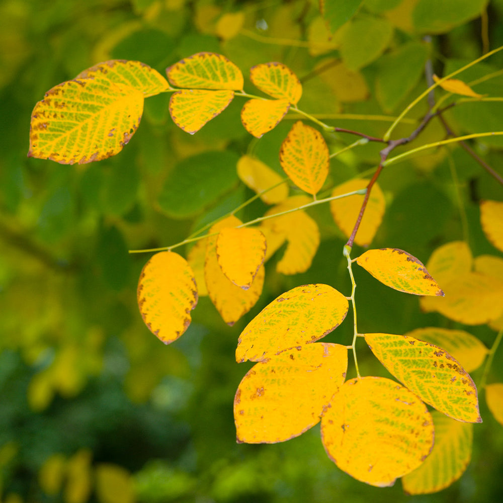 Pyramidal European Hornbeam Tree