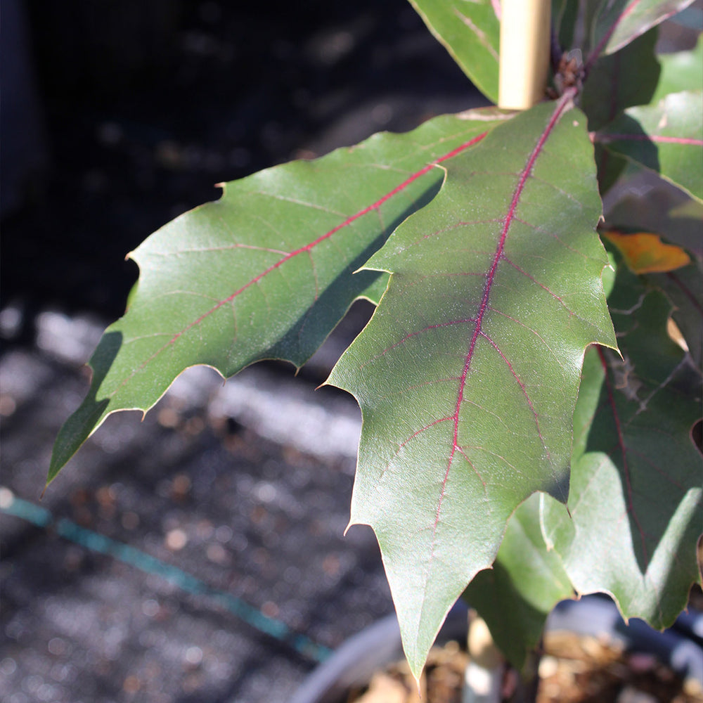 Saturnalia™ Hybrid Oak Tree