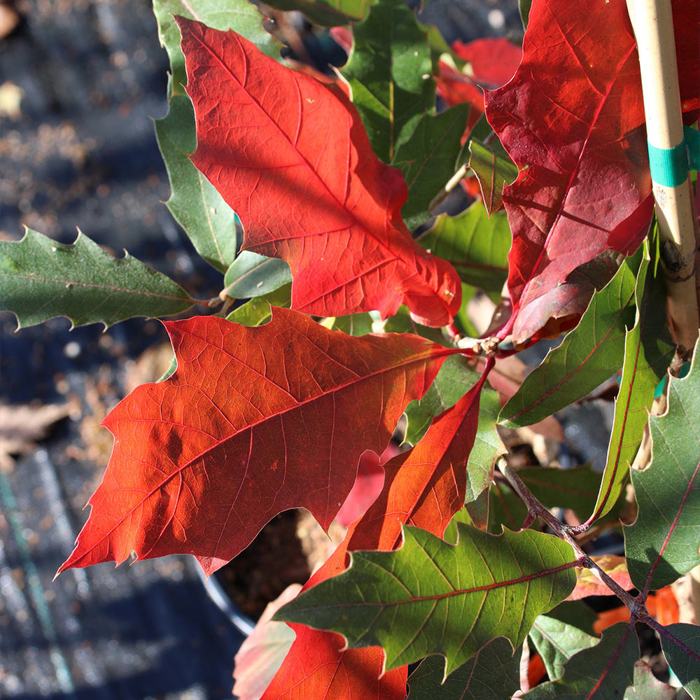 Saturnalia™ Hybrid Oak Tree