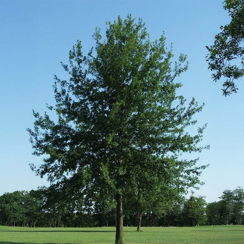 Saturnalia™ Hybrid Oak Tree