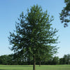 Saturnalia™ Hybrid Oak Tree
