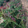 Ragin Red Dogwood Tree
