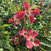 Ragin Red Dogwood Tree