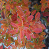 Rainbow Pillar® Serviceberry Tree