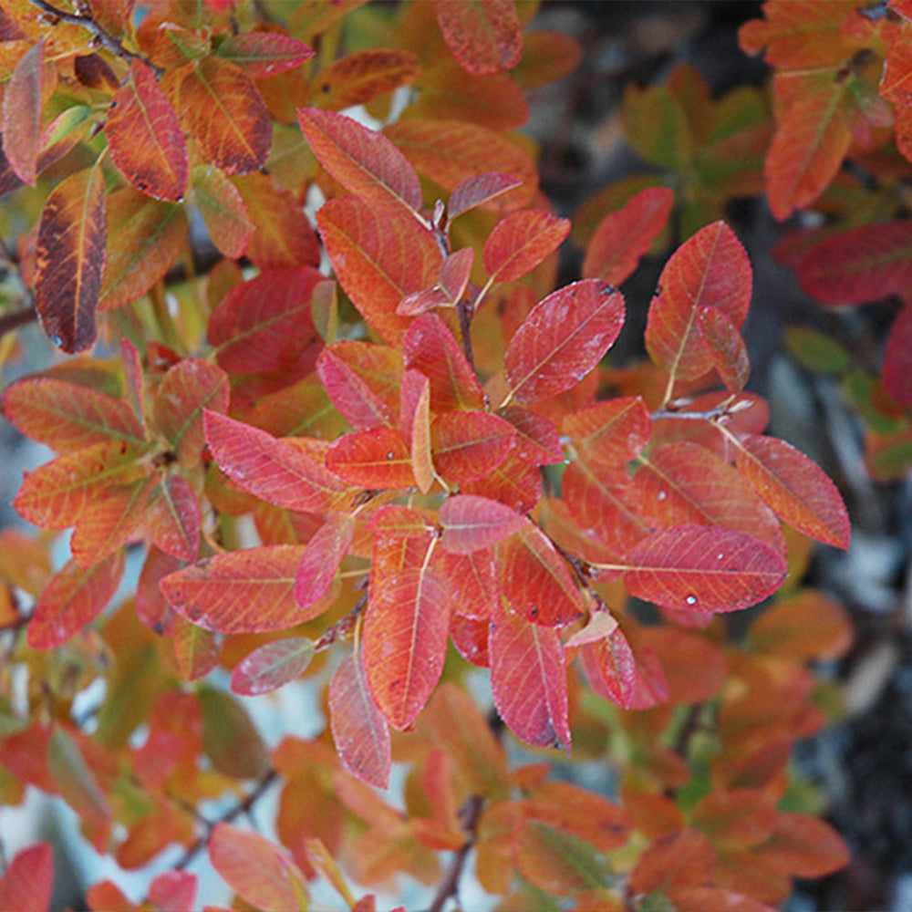 Rainbow Pillar® Serviceberry Tree