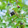 Rainbow Pillar® Serviceberry Tree