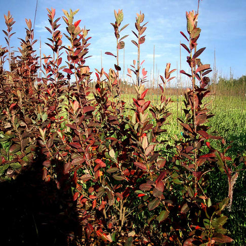 Rainbow Pillar® Serviceberry Tree