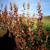 Rainbow Pillar® Serviceberry Tree