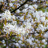 Rainbow Pillar® Serviceberry Tree
