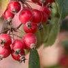 Raspberry Spear® Crabapple Tree