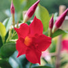 Red Crimson Diplodenia Bush