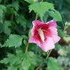 Proven Winners® Red Pillar® Rose of Sharon Althea