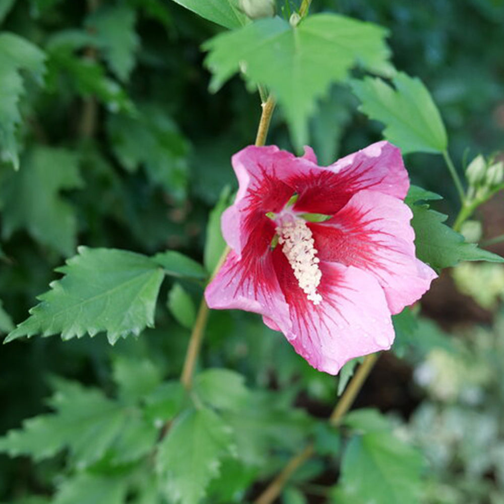 Proven Winners® Red Pillar® Rose of Sharon Althea